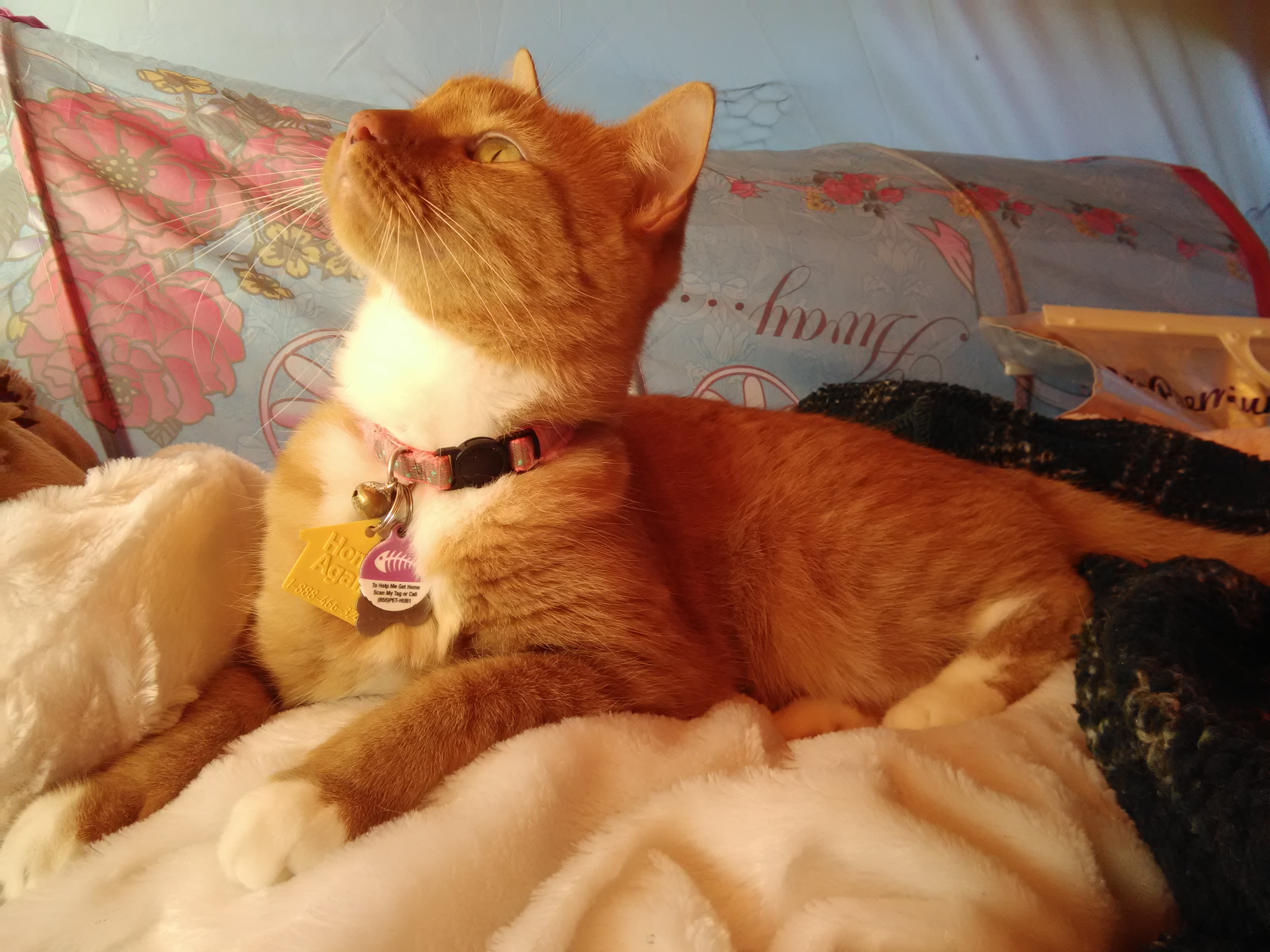 Purl, 15 years old. Looking up at Goldie Copyright Pamela J Curry