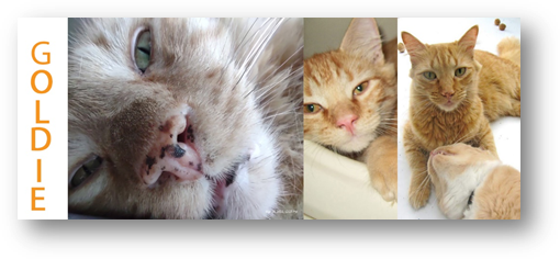 Goldie, my 14 year old cat. My muse and soulmate. RIP, July 2024 His Playboy Panel, from Kitten to Old Gentle Cat. 